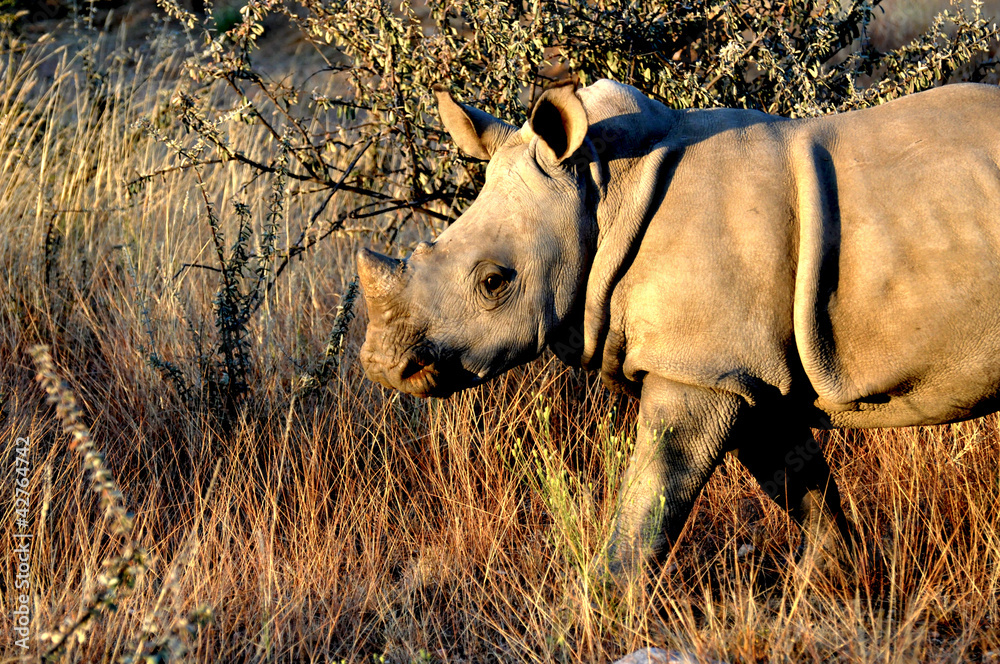 Fototapeta premium junges Breitmaulnashorn