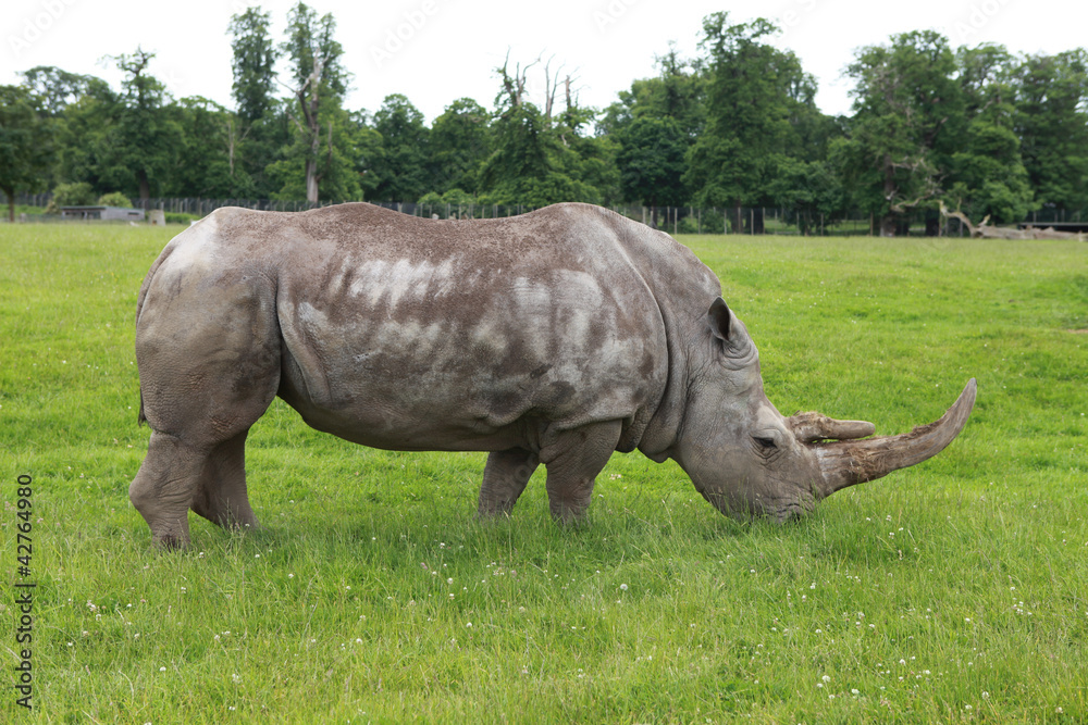 Fototapeta premium White Rhino