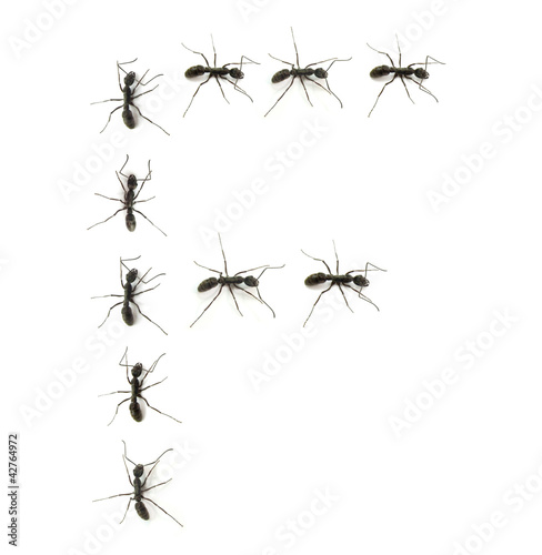 alphabet letters spelled by ant in line © xiaoliangge