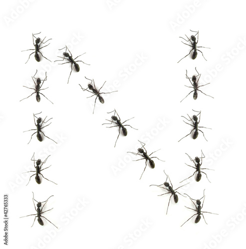 alphabet letters spelled by ant in line