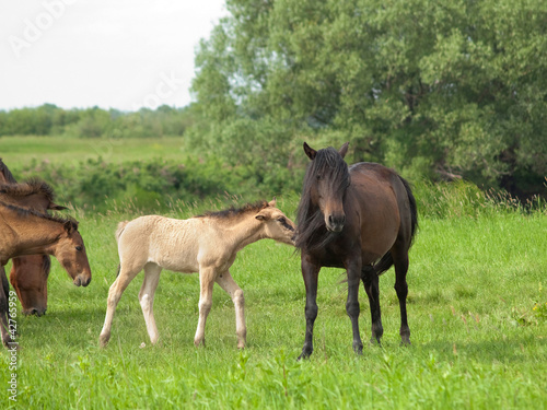 Dark horse with young colt on green meadow