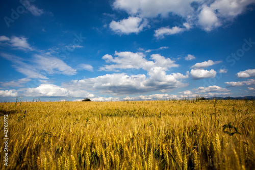 field of wheat © Amir Bajric