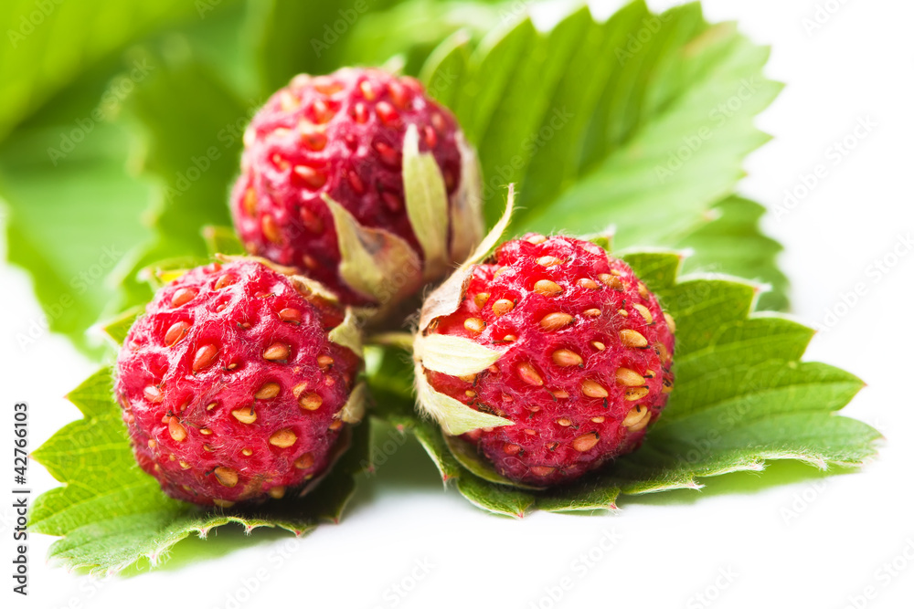 ripe berries of wild strawberries on green leaves ripe berries of wild strawberries on green leaves