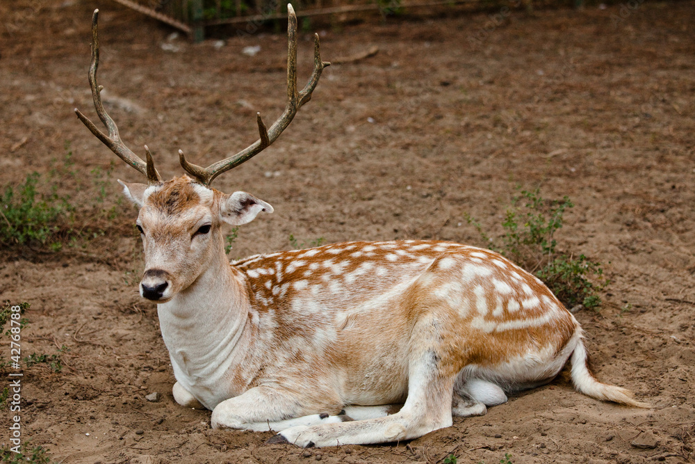cervo daino