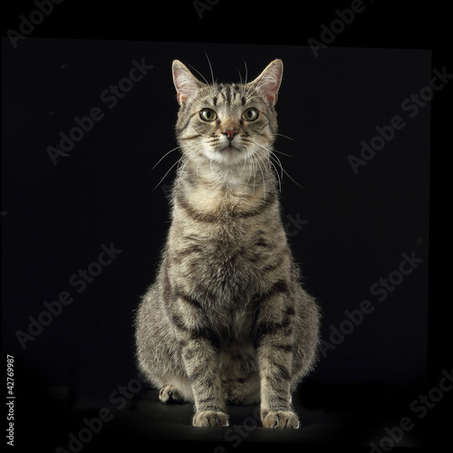 portrait chat tabby brun fond noir
