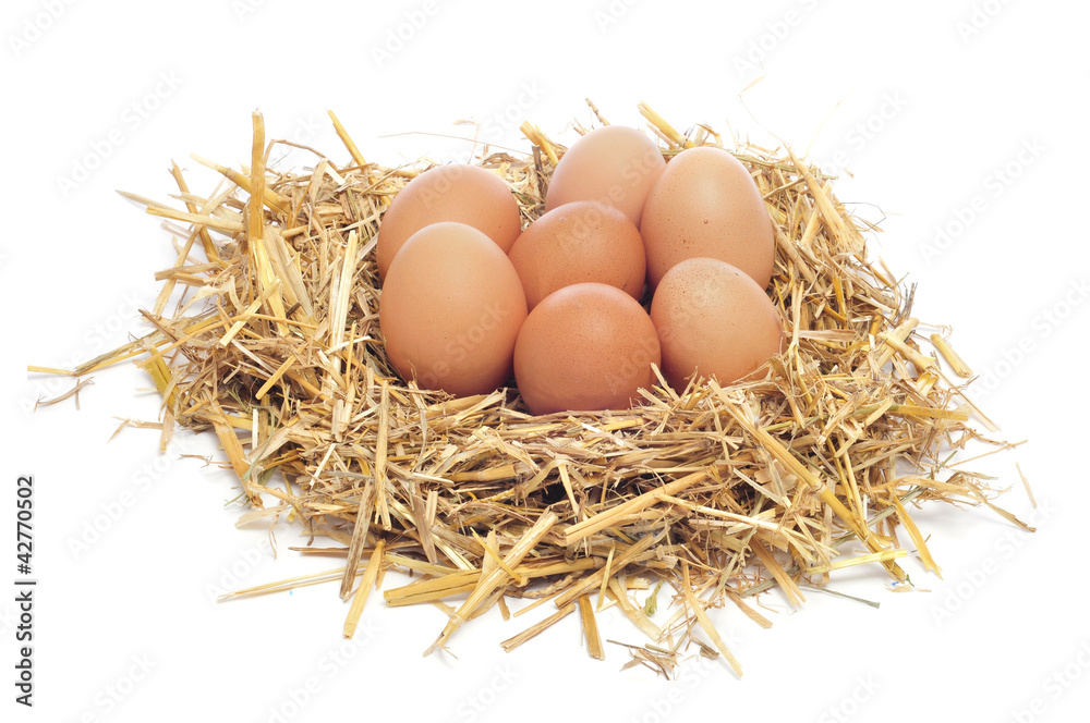 eggs in a nest eggs in a nest