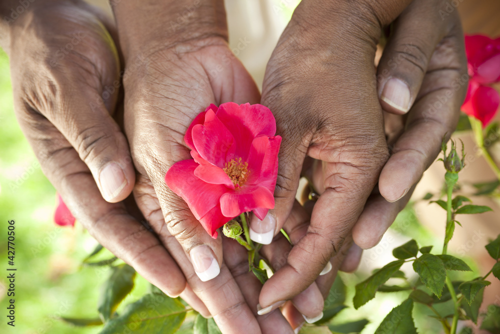 Senior African American Couple Hands Holding Rose Flower