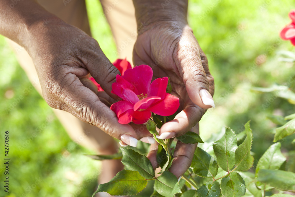 Obraz premium Senior African American Woman Hands Holding Rose Flower