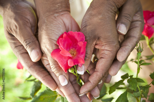 Senior African American Couple Hands Holding Rose Flower