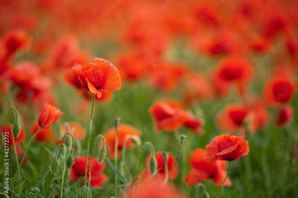 Poppy Field