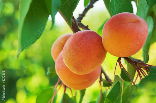 Ripe Apricots on the branch in fruit orchard