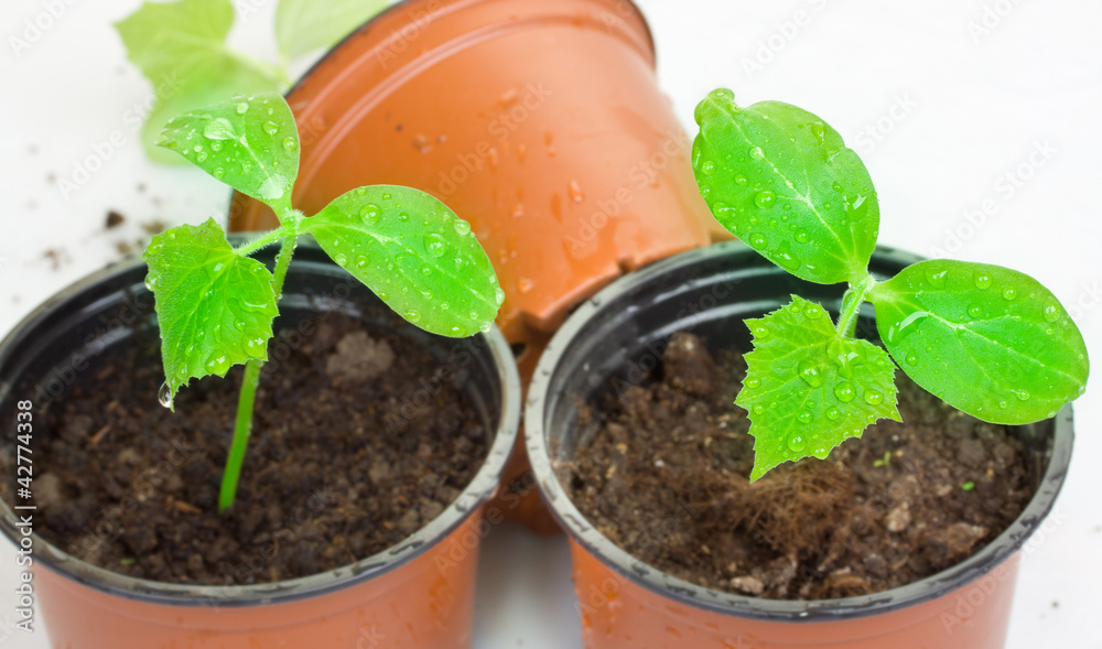 Seedling Seedling