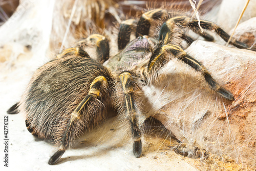 A tarantula with her web
