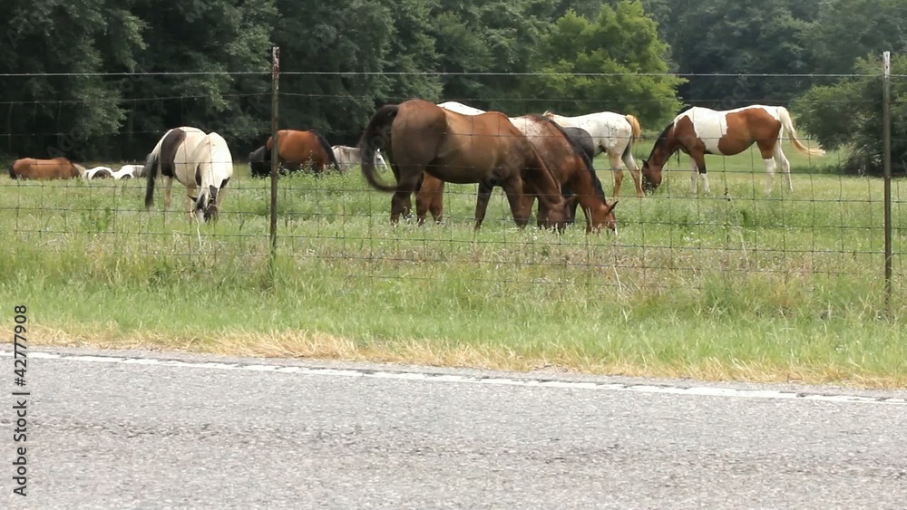 Herd Of Horses Grazing And Flipping Tails Herd Of Horses Grazing And Flipping Tails