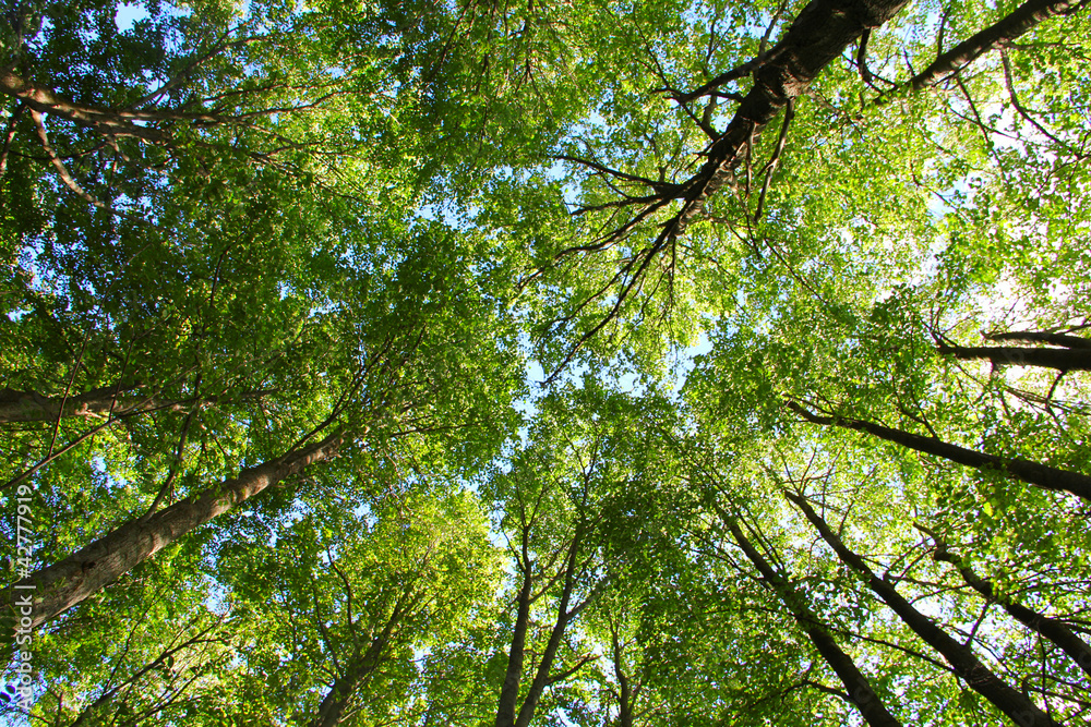 Fototapeta premium Tops of trees background