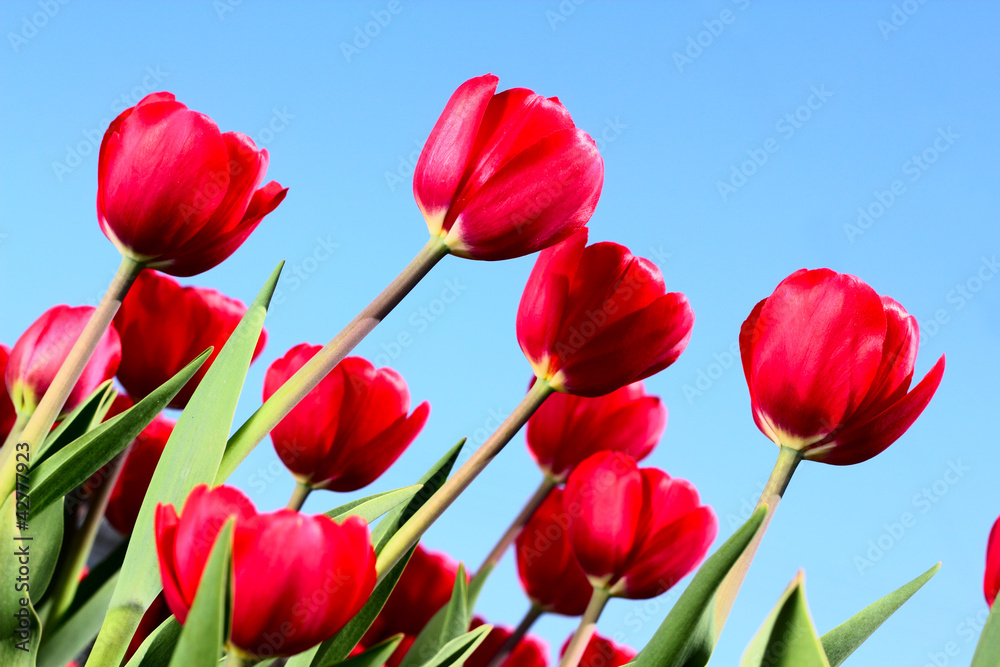 Fototapeta premium Red tulips