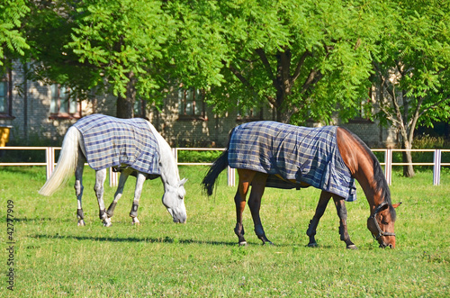White and red horse in pasture near stable
