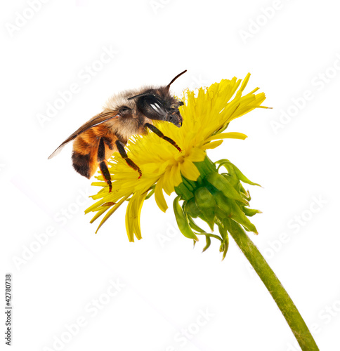 bee on isolated yellow dandelion