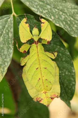 Leaf Insect photo