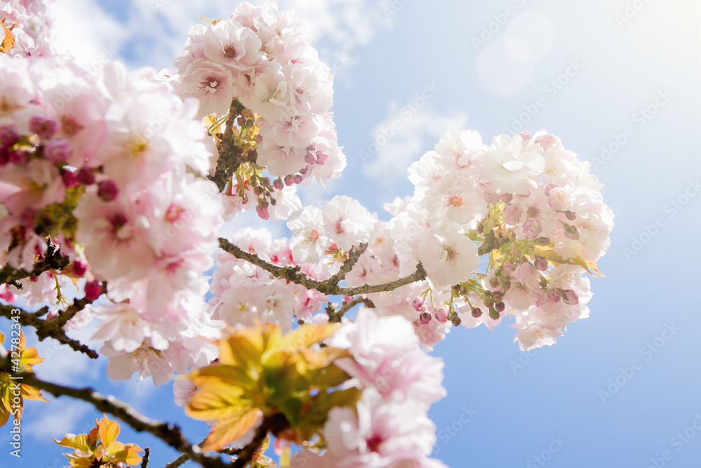 Fototapeta premium Beautiful summer blossom tree