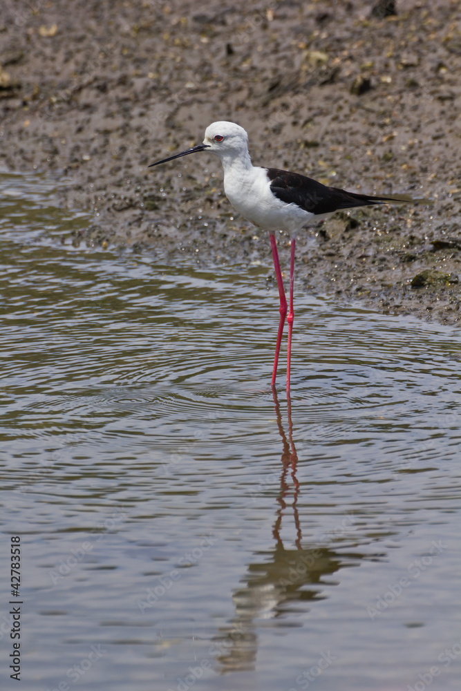 Fototapeta premium Black winged Stilt on sea coast