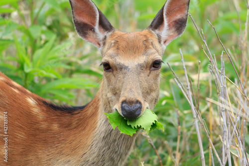 Feeding time,Hokkaido sika deer