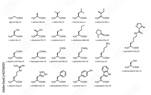 The 22 standard amino acids - chemical structures photo