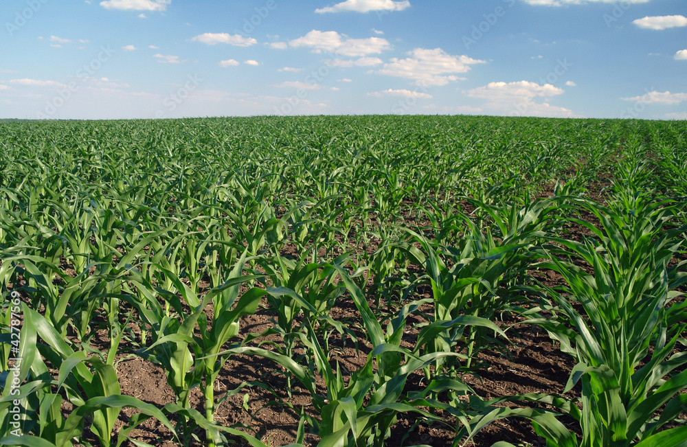 Agricultural landscape of corn field on farm Agricultural landscape of corn field on farm