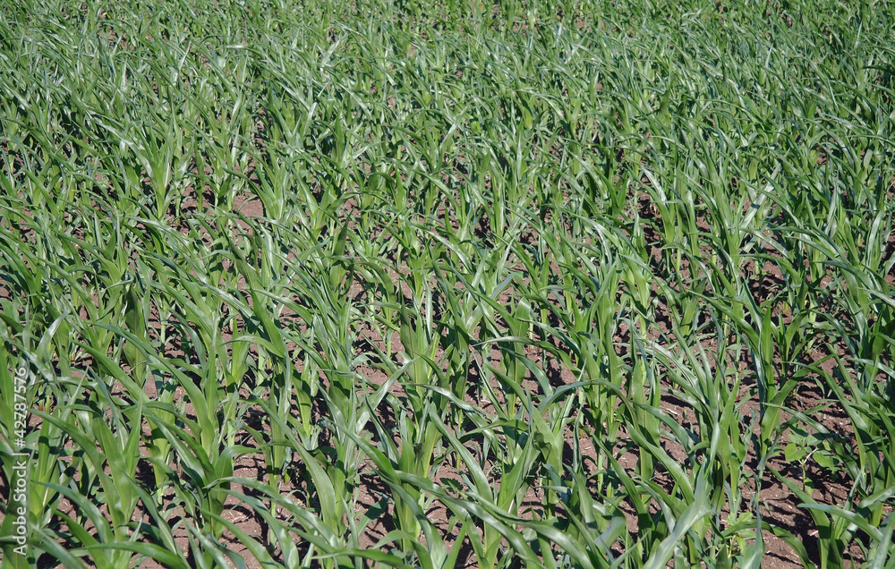 Obraz premium Green corn field