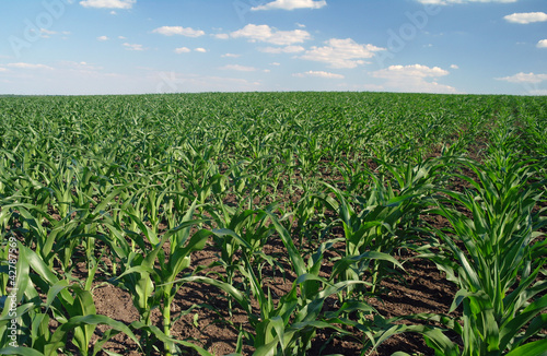 Agricultural landscape of corn field on farm
