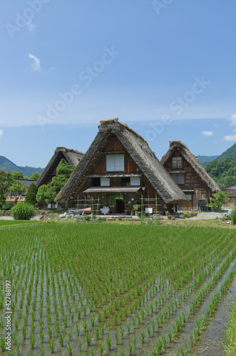 Rice paddy fields and Gassho-style houses in Shirakawa-go