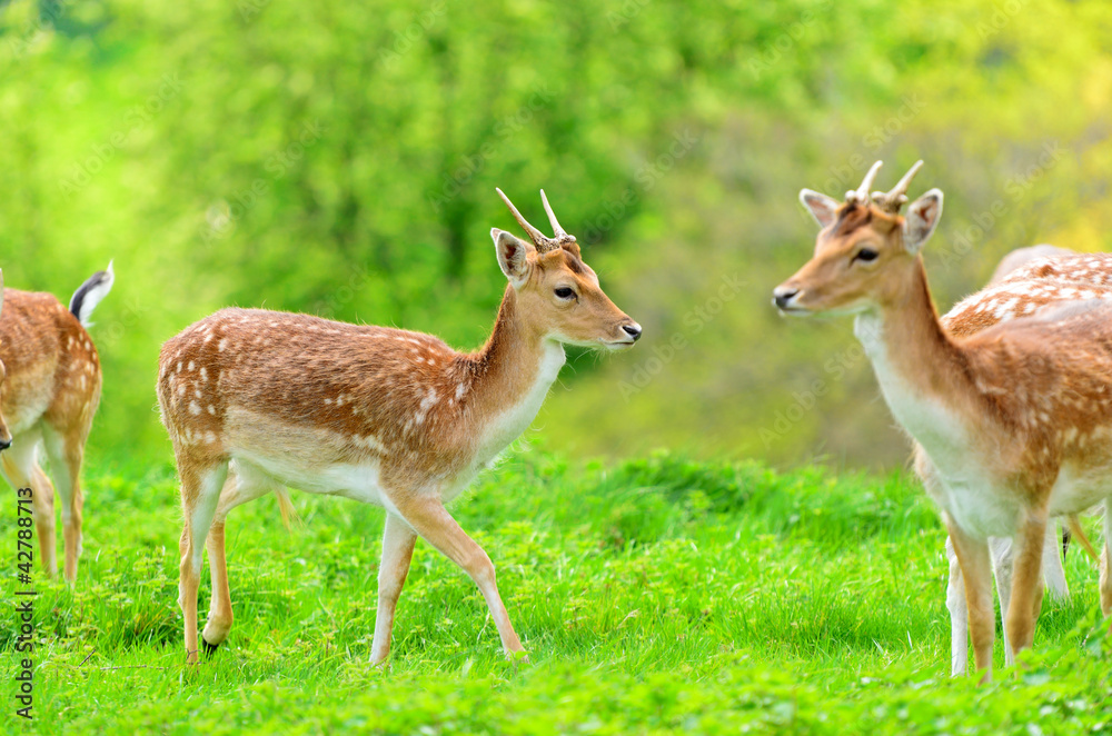 Fallow Deer