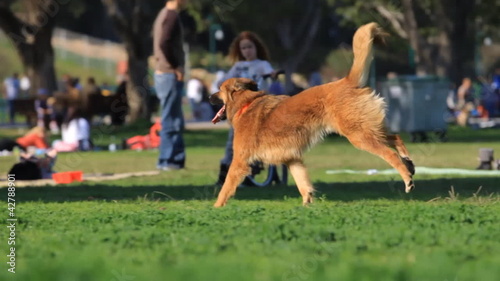 Man and dog playing in the park