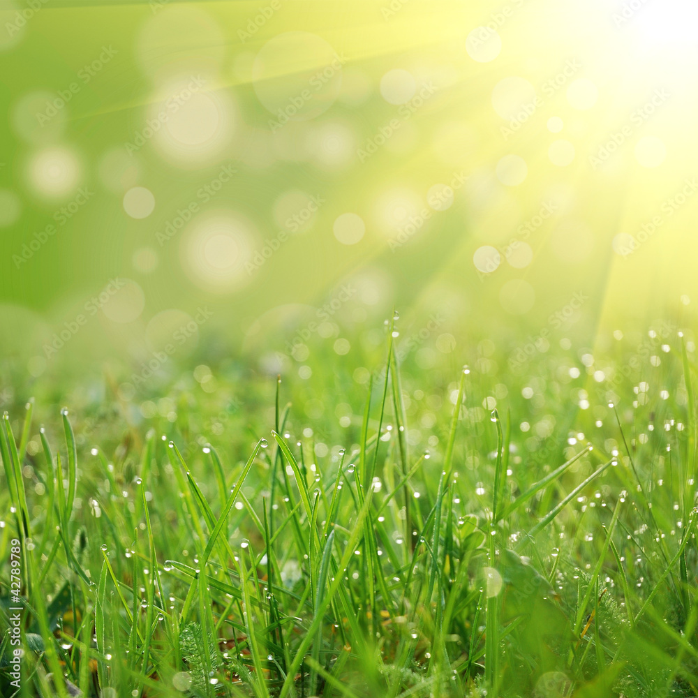 an green field