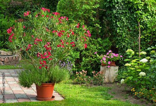 Nice oleander in the garden photo