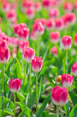 Flowers tulips in the garden