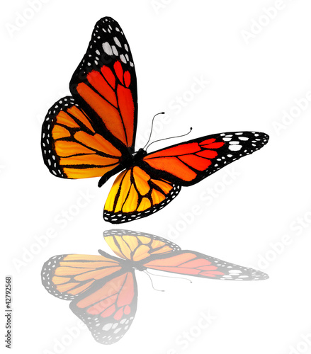 Orange butterfly, isolated on white background