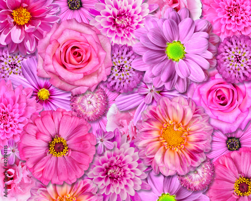 Pink Flower Background Pink Flower Background