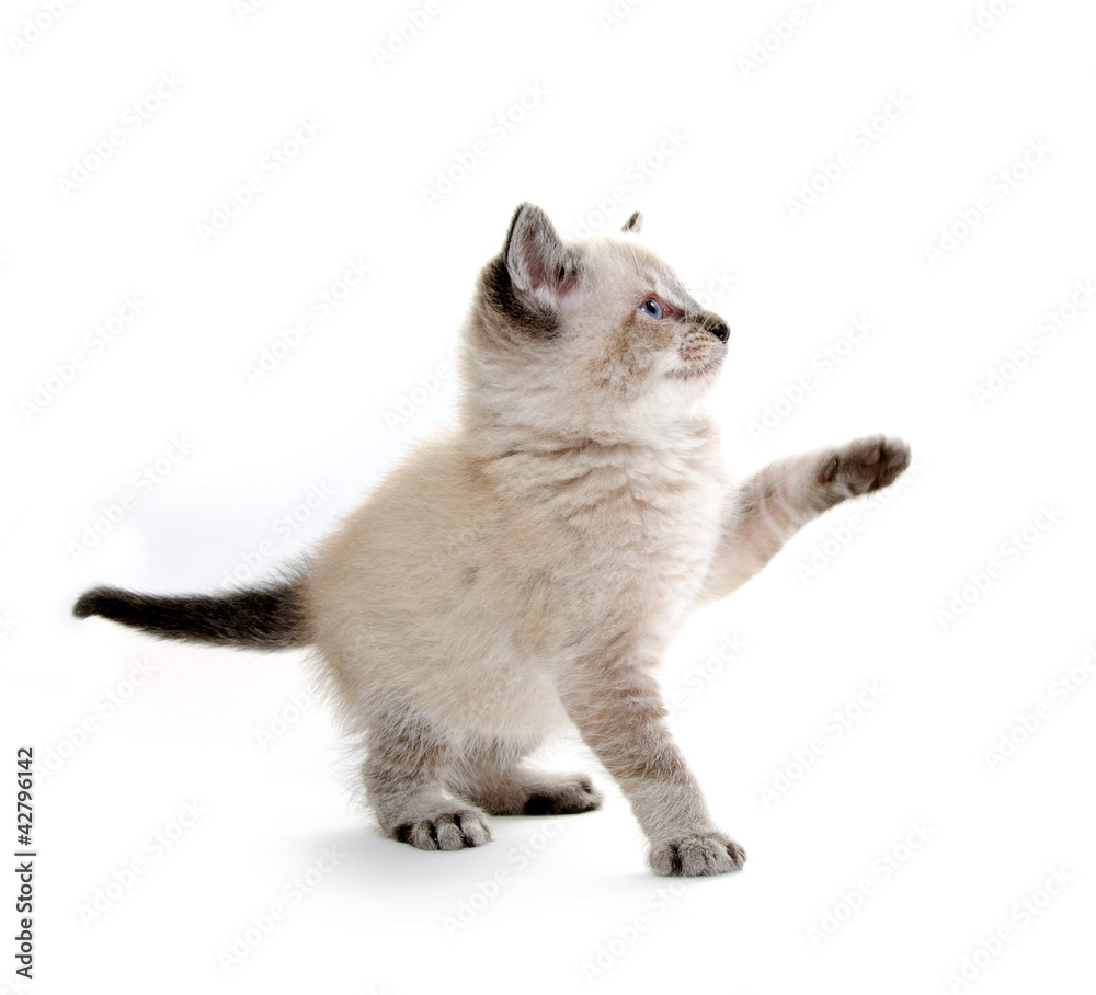 Baby kitten playing Baby kitten playing