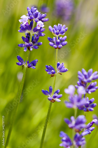 small blue flowers on the green blurred background