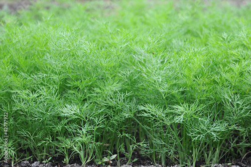 Valokuvatapetti Organically grown dill in the soil. Organic farming in rural are