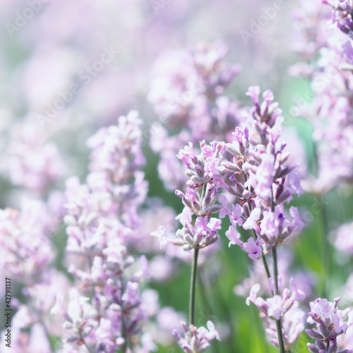 Pink Lavender Flowers © B.G. Photography