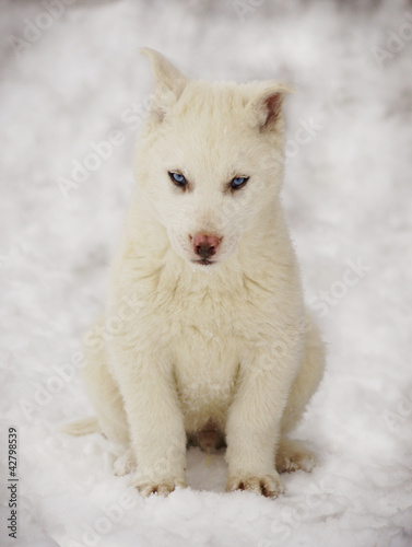 white Siberian Huskies © SashaS