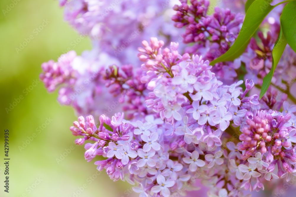 Blossoming branch of a lilac against greens