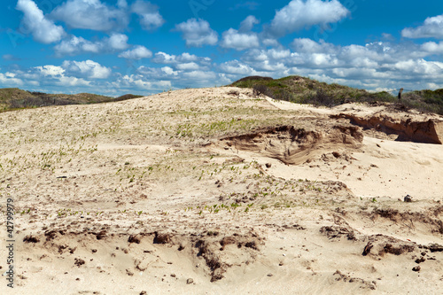 sand dunes in Zandvoort aan zee