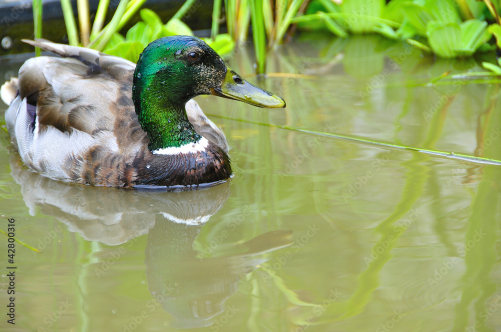 Obraz premium Colvert