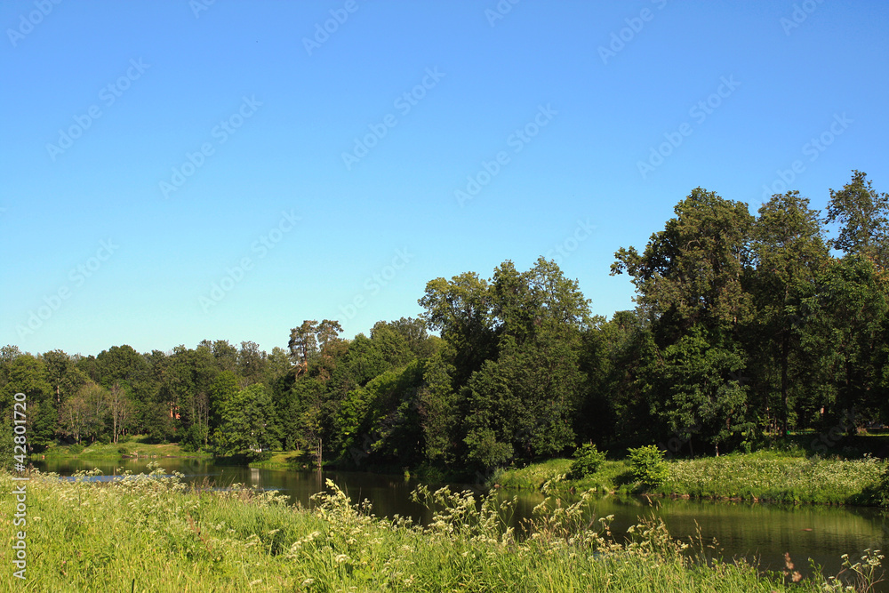 green trees at a pond in clear afternoon green trees at a pond in clear afternoon