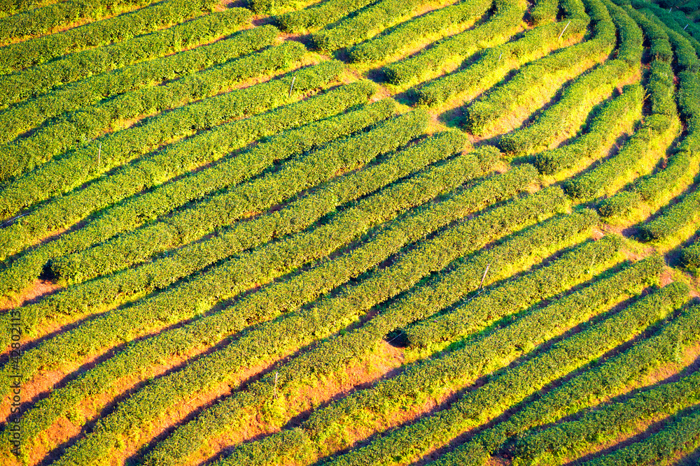 Tea terrace Tea terrace