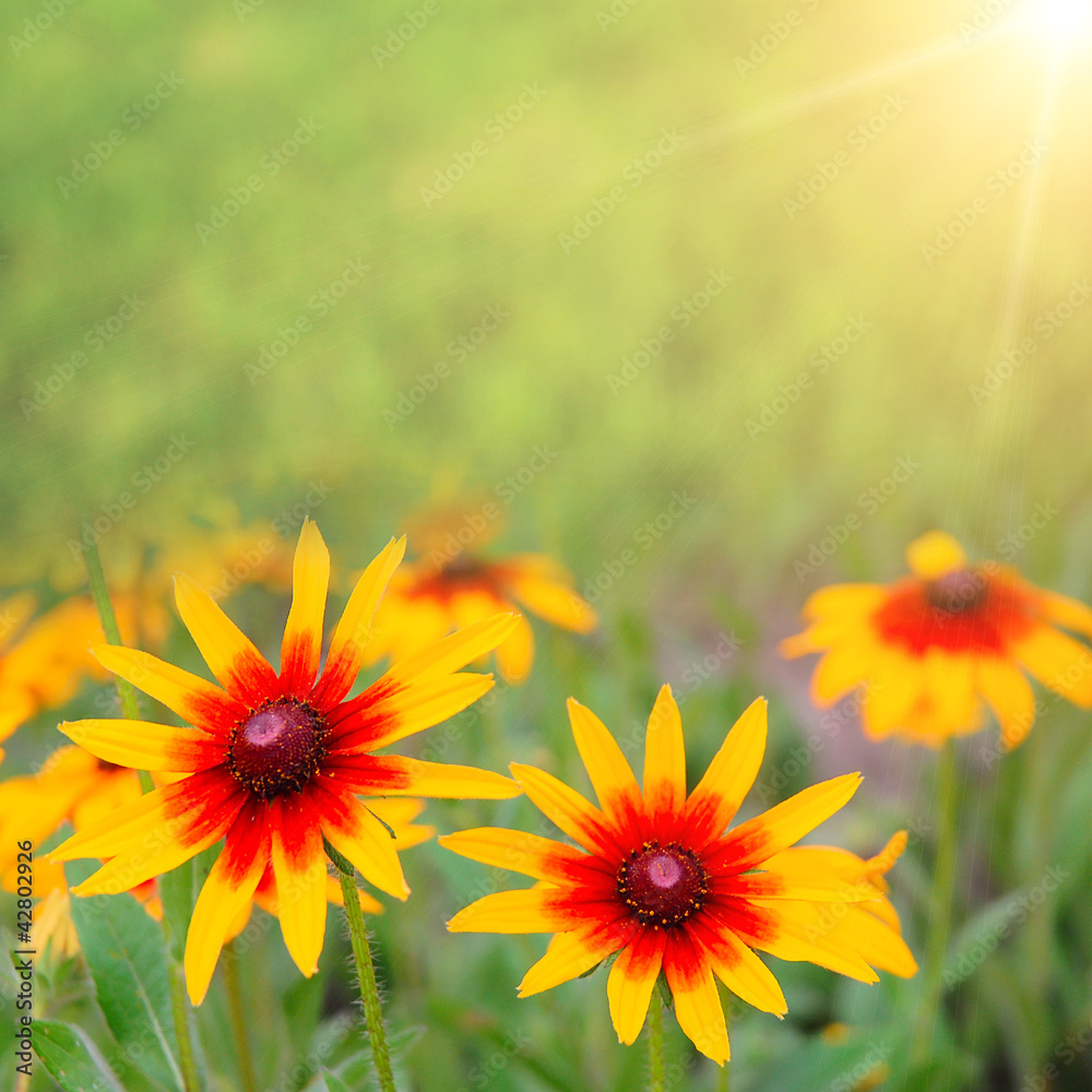 Fototapeta premium yellow flowers on the field