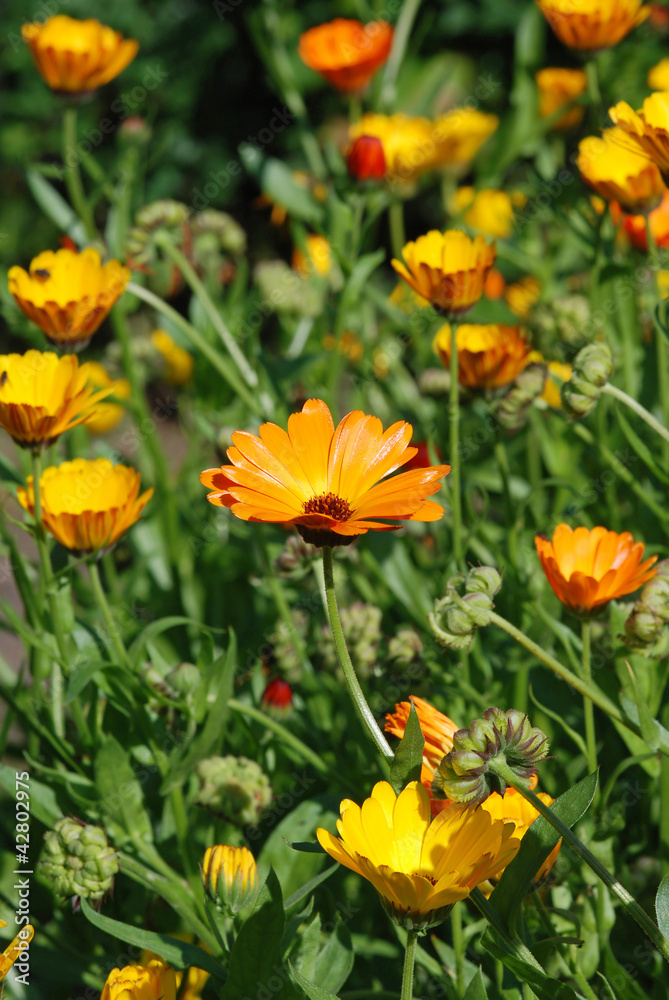 Orange Daisy